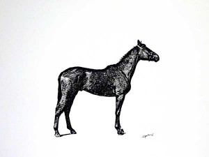 Tekening hengst